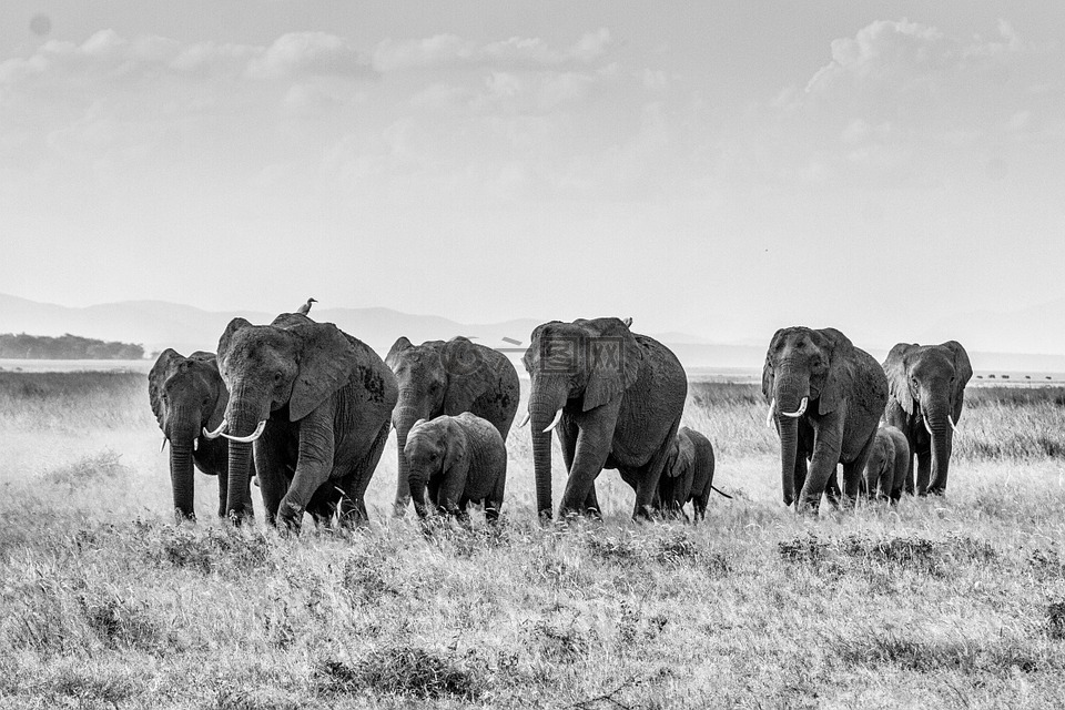 非洲布什大象,大象,群的大象