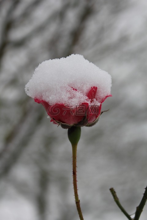 性质,花,雪