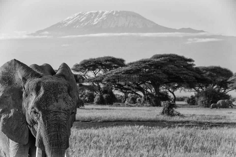 乞力马扎罗,非洲,非洲布什大象