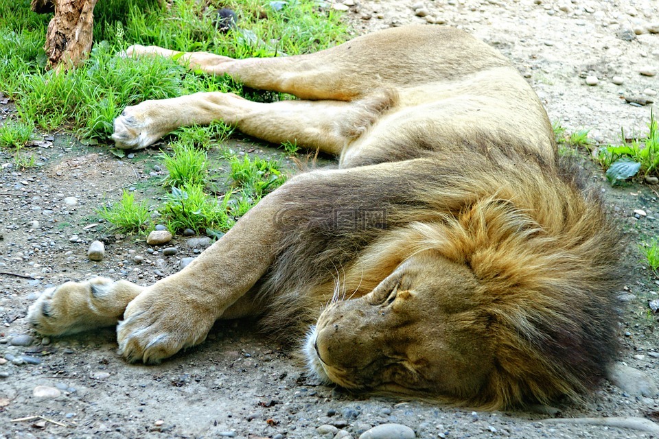 狮子,躺在,困了