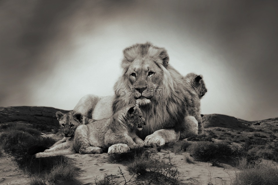 狮子,小狮子,动物