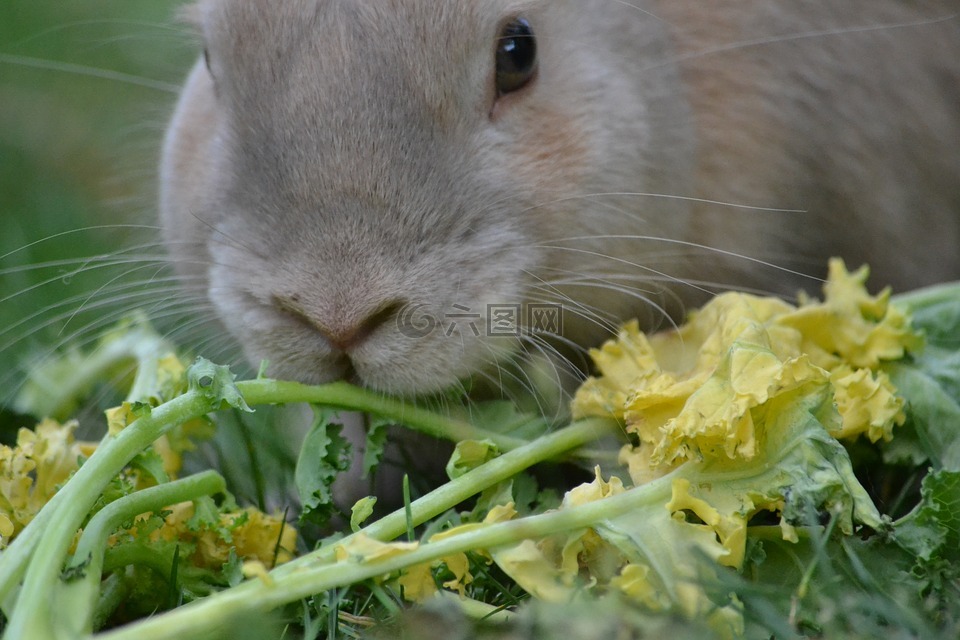 兔,健康饮食,健康