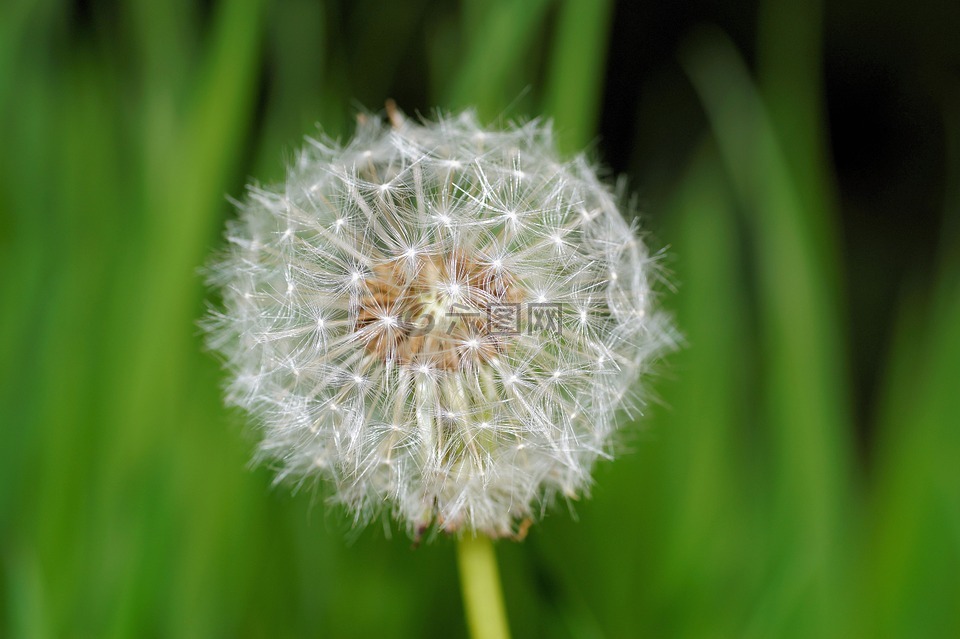 蒲公英,開花,夏季