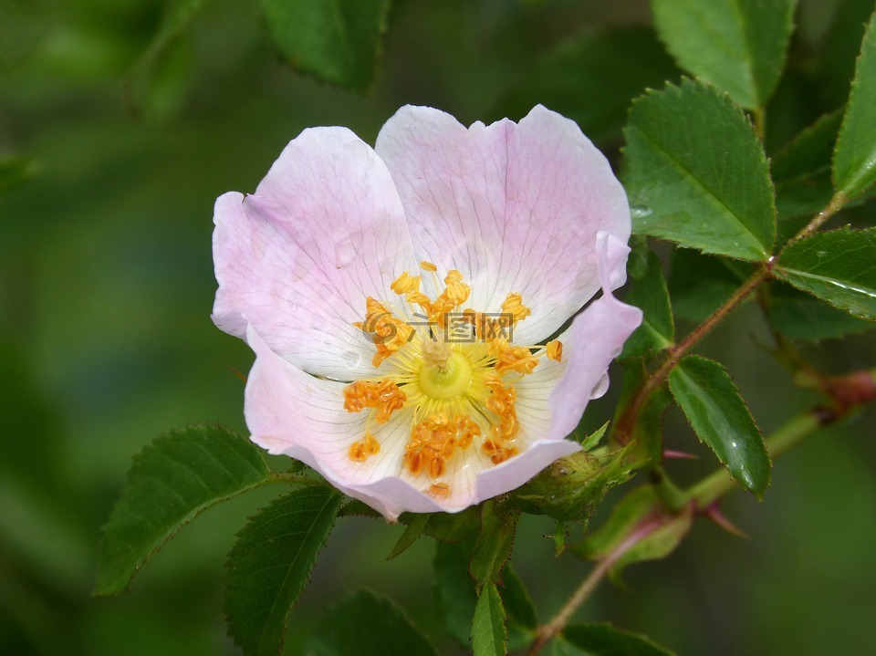 薔薇,野玫瑰,花