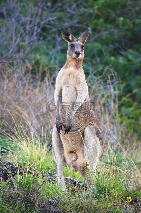自然,澳大利亚,野生动物