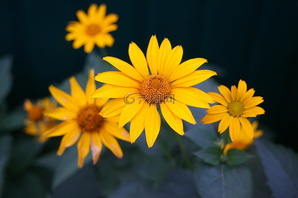 黄色,花卉,在的夏天