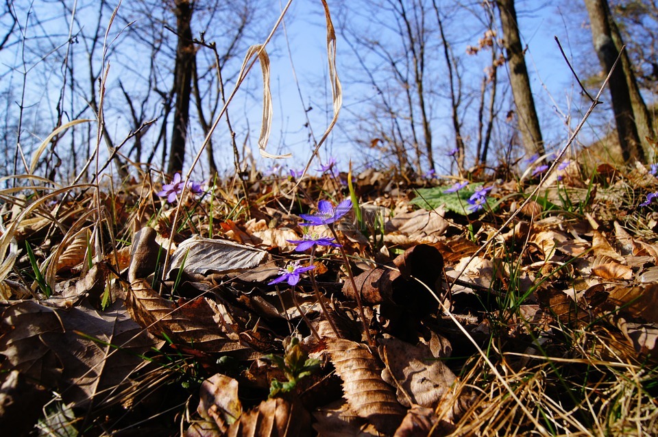 赫帕卡,春天,紫