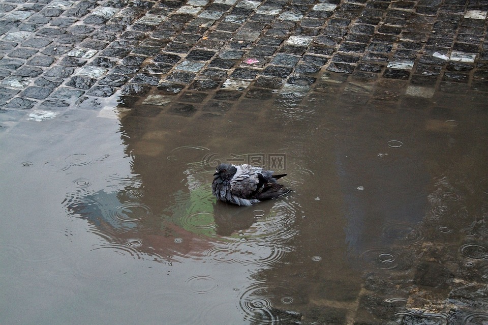 鸽子,雨,泳