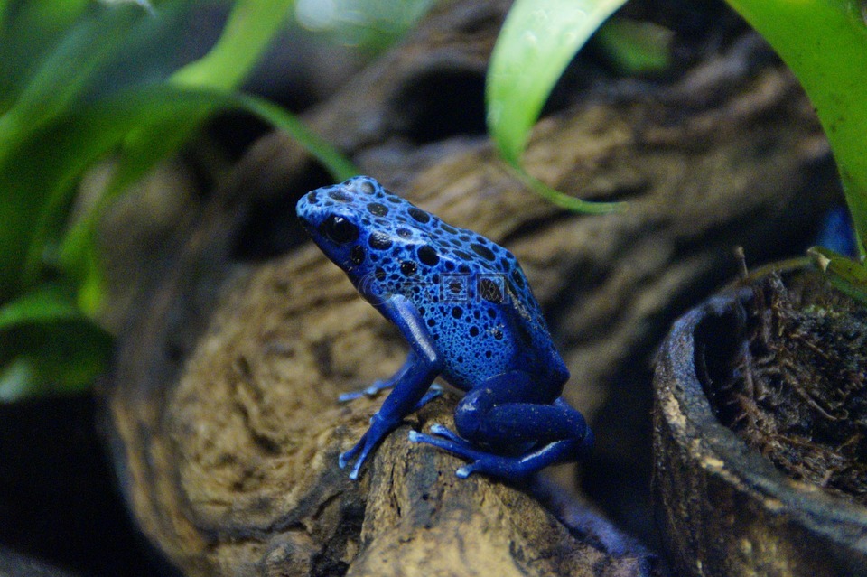青蛙,毒蛙,蓝色