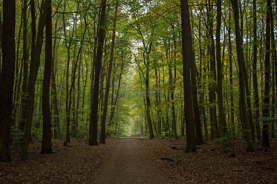 秋季,森林,森林路径