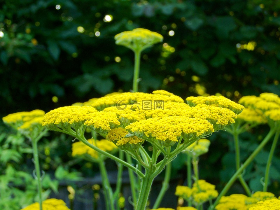 西洋蓍草,黄色花,庭园