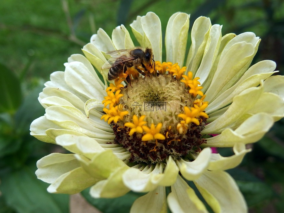 百日草,蜜蜂,花
