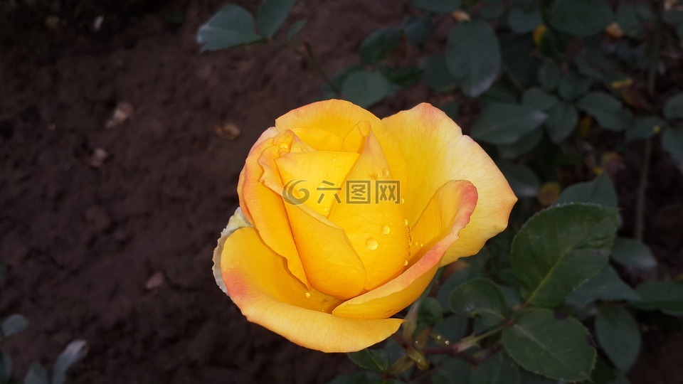 黄玫瑰,大自然的美,花