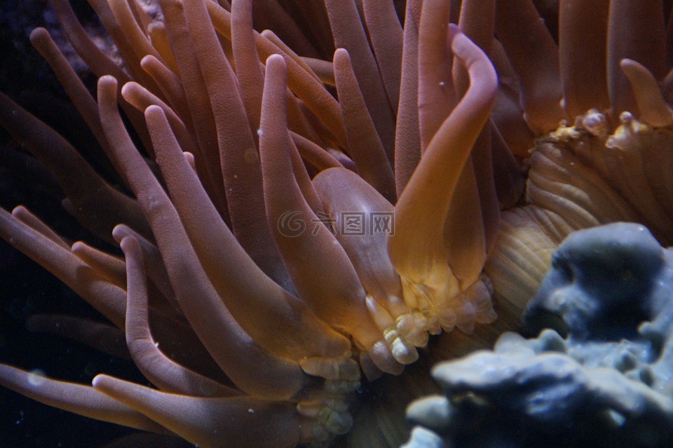 珊瑚,软体动物,水下
