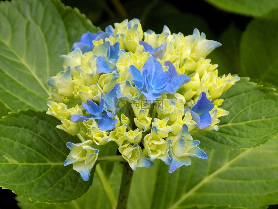 花,八仙花,蓝色