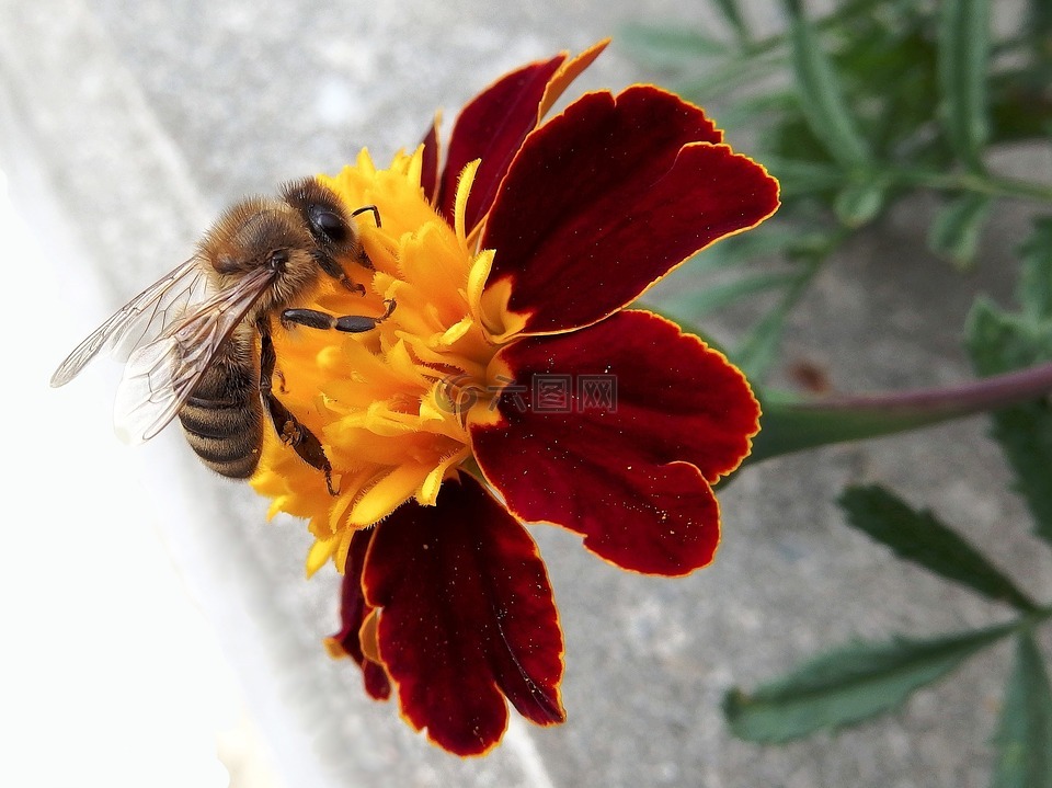 蜜蜂,南非荷兰语,黄