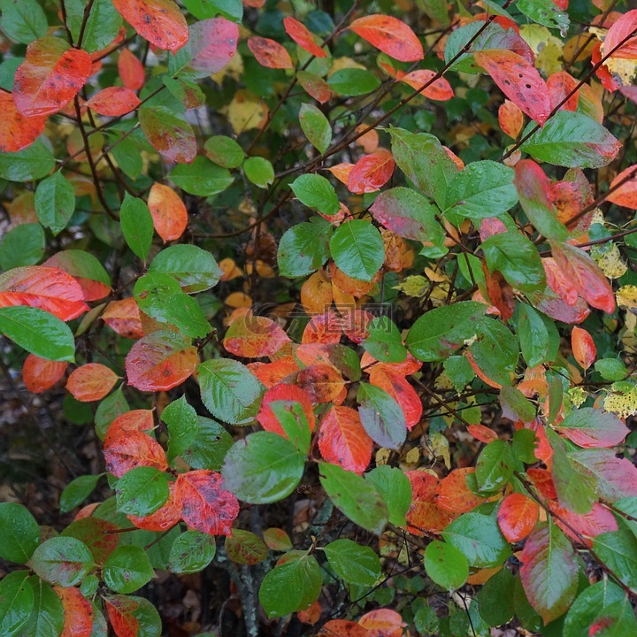 秋,彩色缤纷,自然的艺术