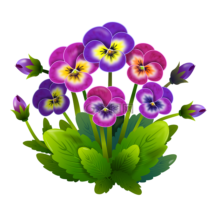 三色紫罗兰,鲜花,春