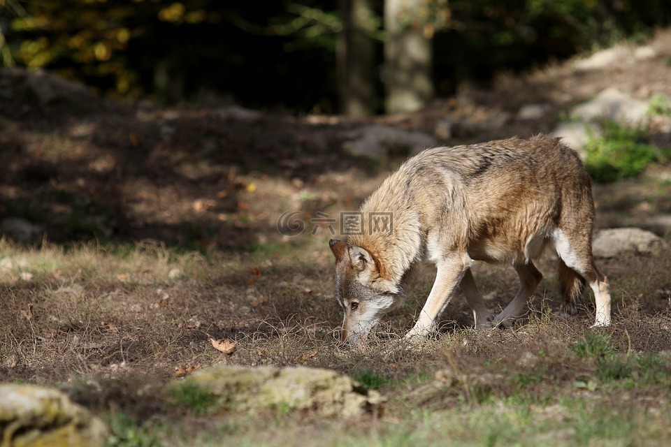 狼,timberwolf,捕食