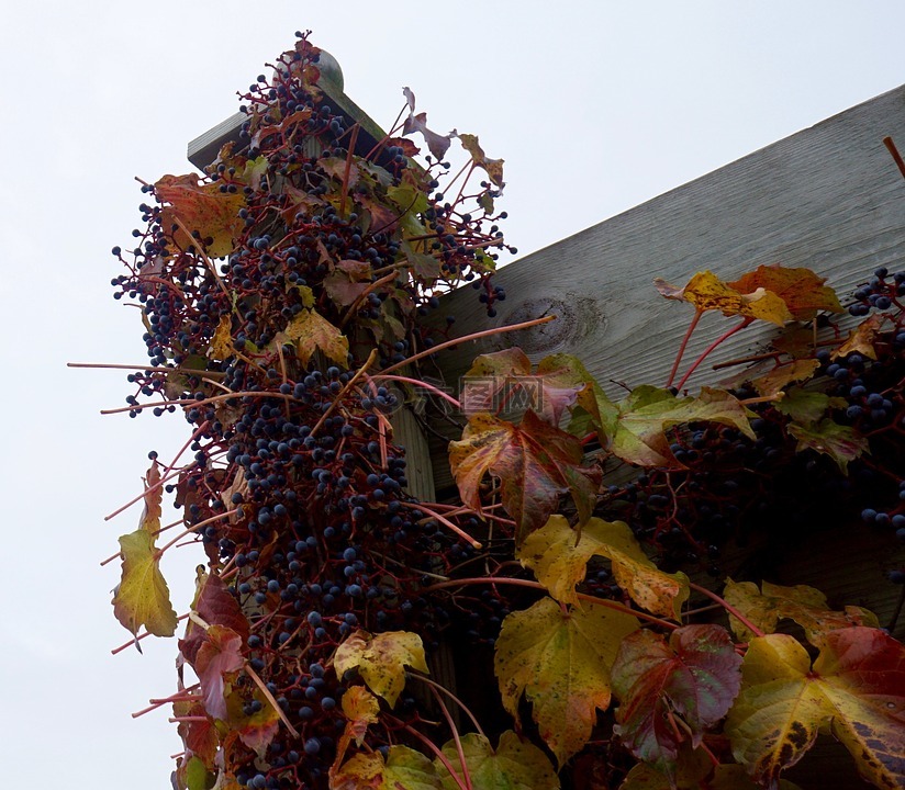 葡萄,秋天,葡萄栽培技术
