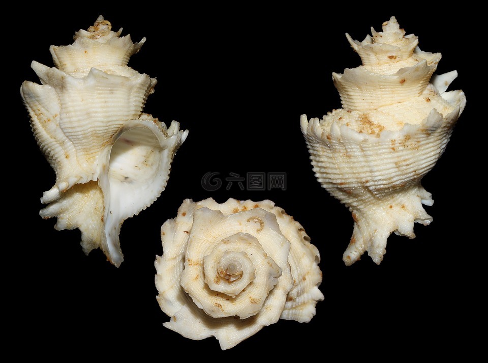 babelomurex finchii,雀的latiaxis,海蜗牛