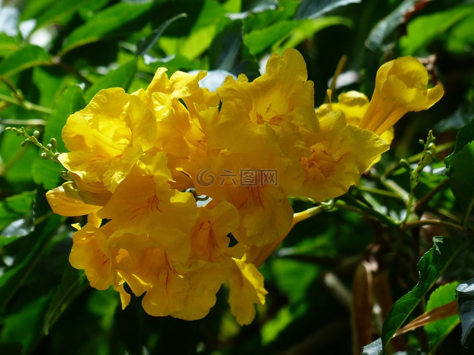 鲜花,黄色的喇叭花,国花斯坦