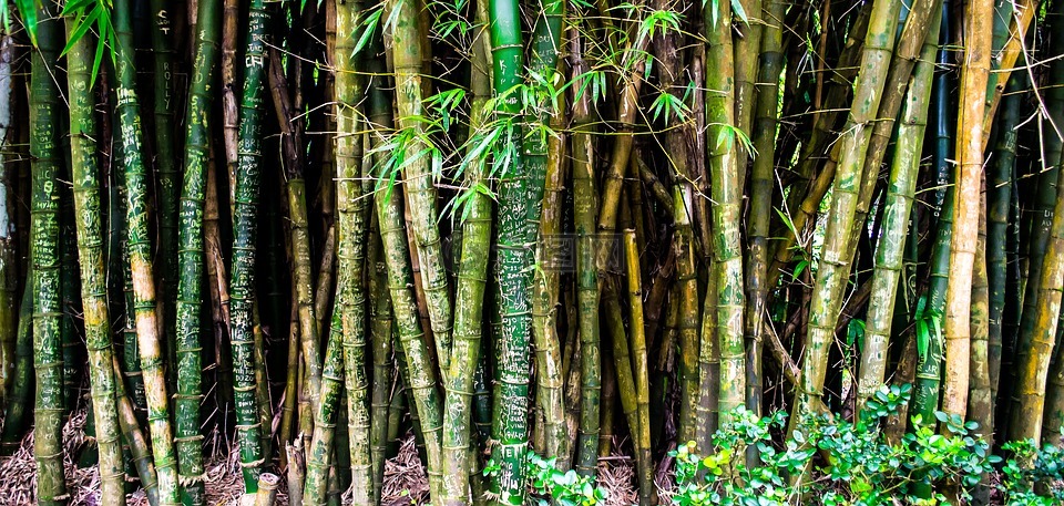 自然,森林,竹