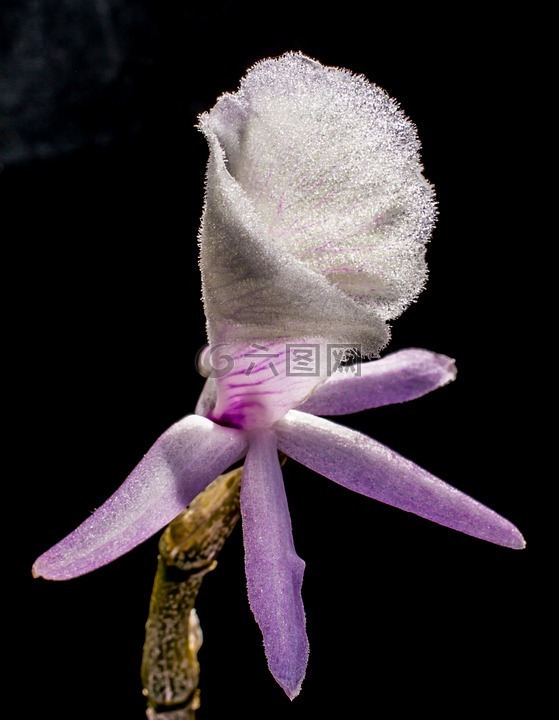 野生兰花,兰花,白紫