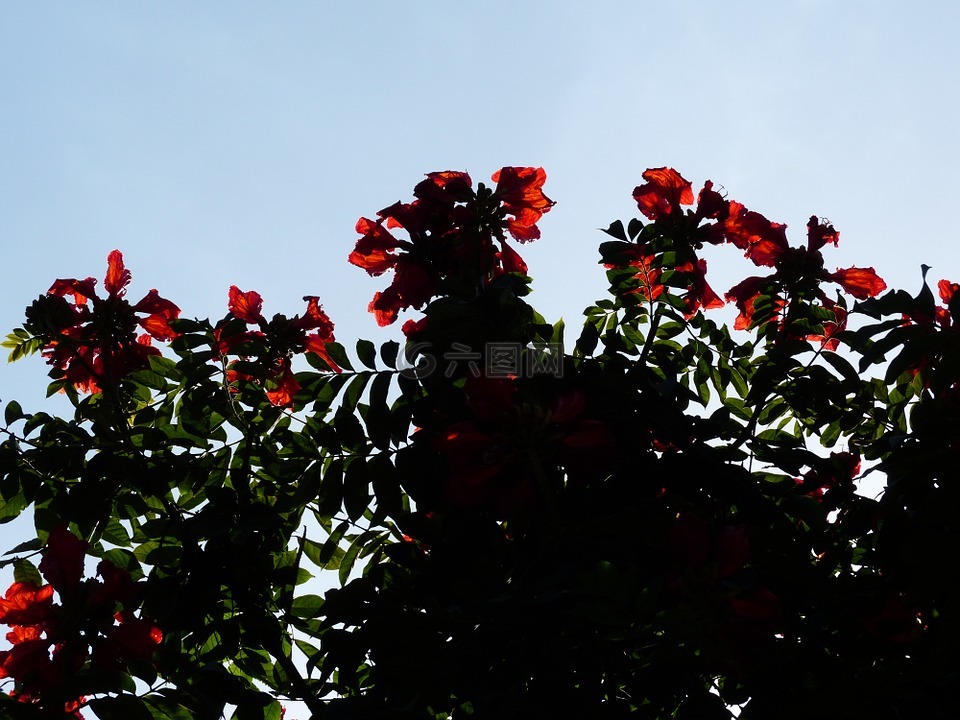 鲜花,红色,郁金香树