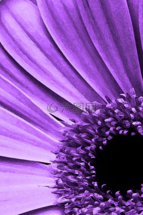 鲜花,花瓣,紫色
