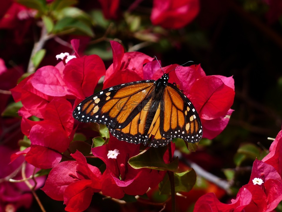 蝴蝶,国君 蝴蝶,danaus plexippus