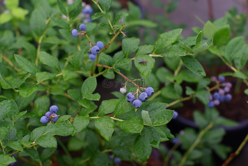 蓝莓,植物,水果