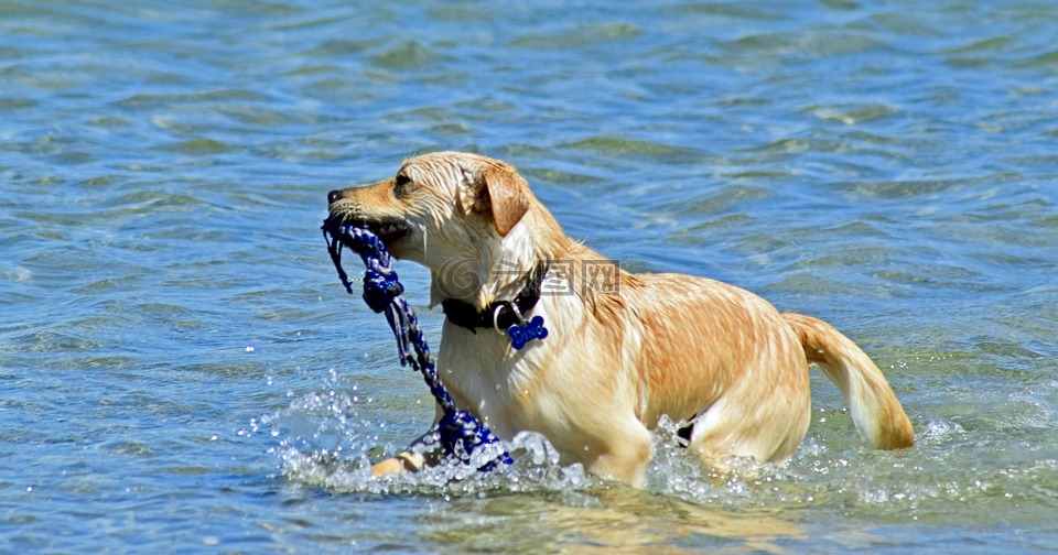 狗,海水浴,取回