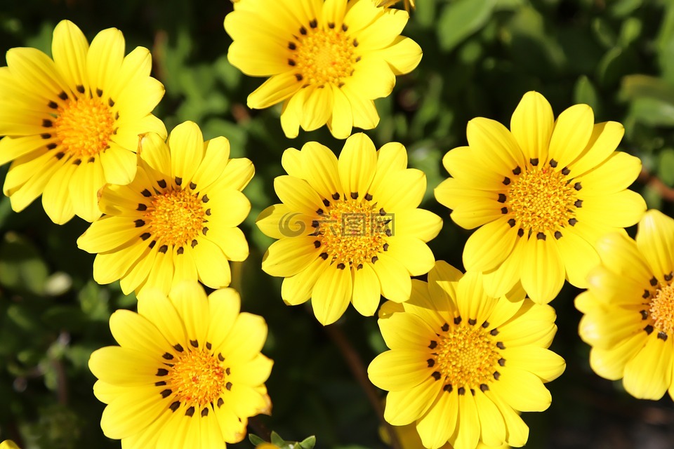 勋章菊属,黄色的花朵,鲜花