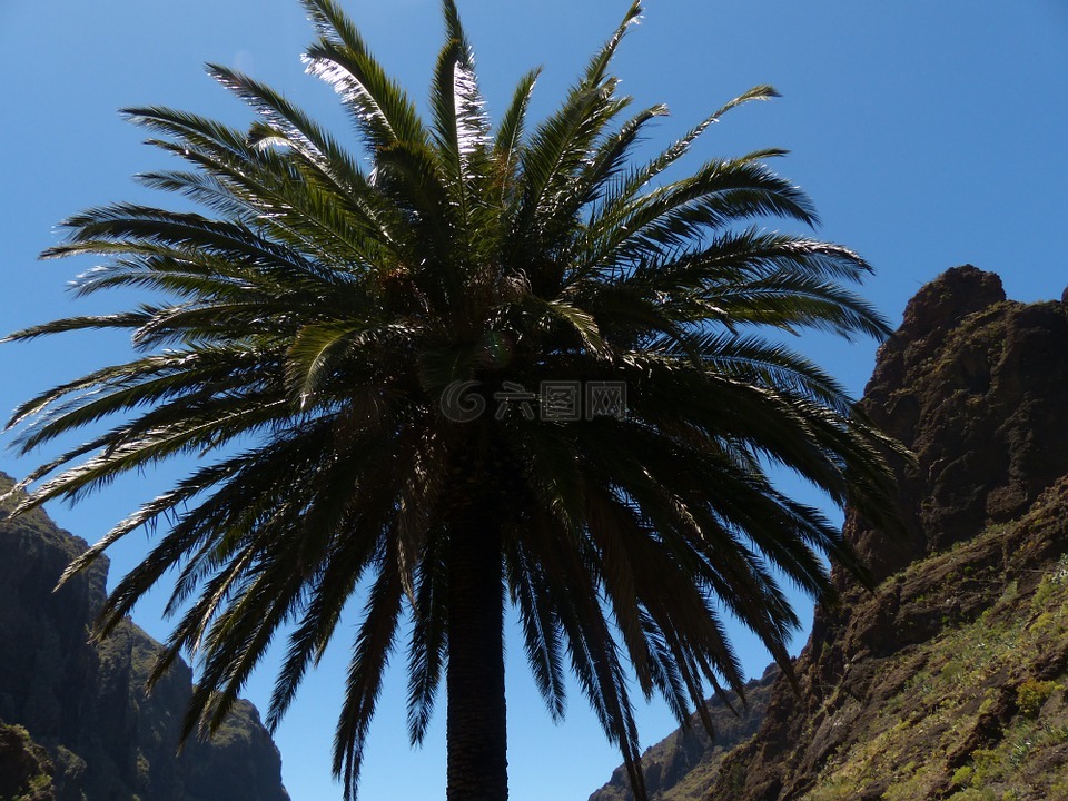棕榈,加那利岛枣椰树,海枣