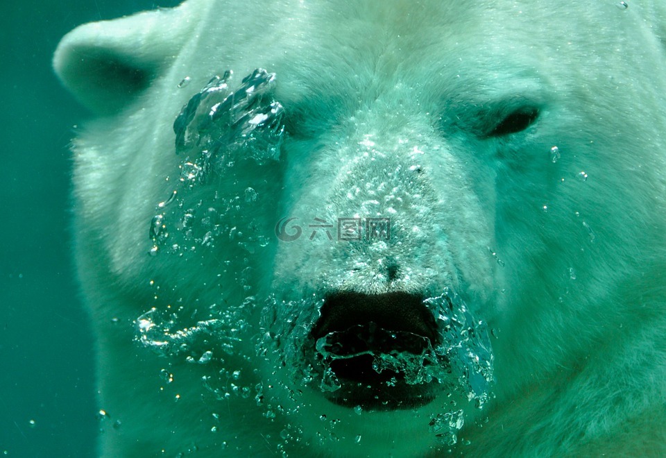 北极熊,熊,水