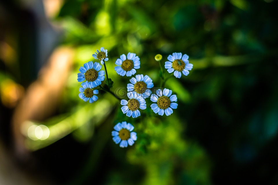 花,蓝色,自然