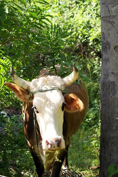牛,丛林,巴拉圭