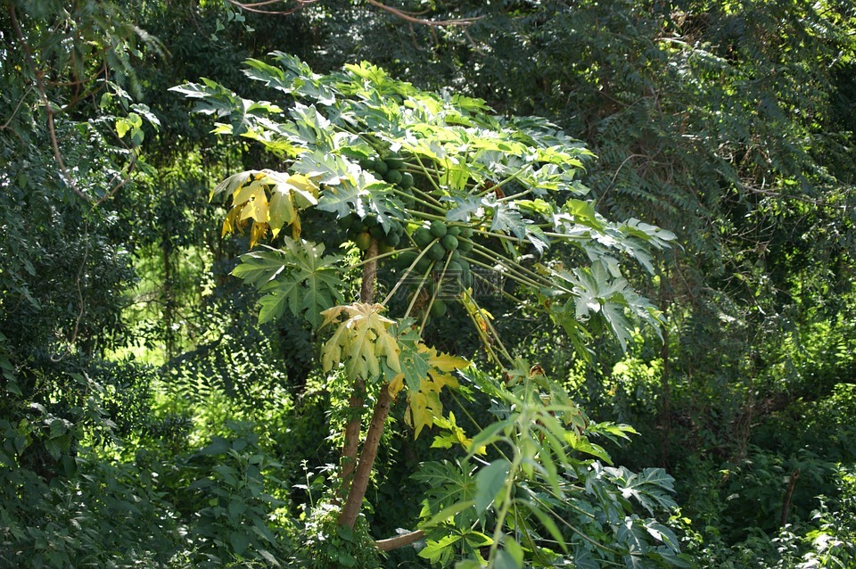 木瓜,丛林,巴拉圭