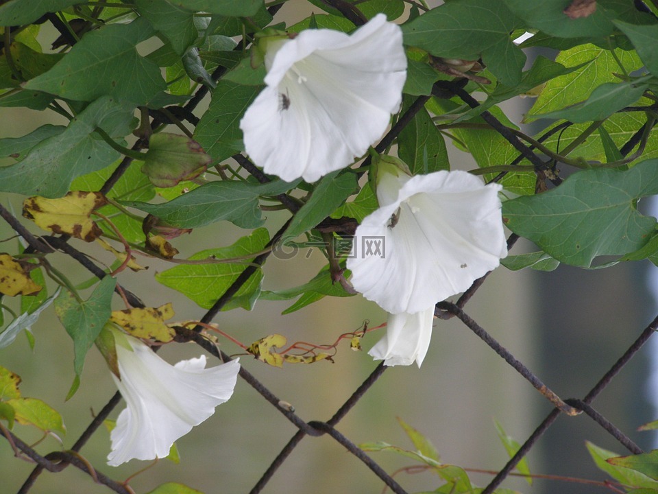 喇叭花,篱笆,白