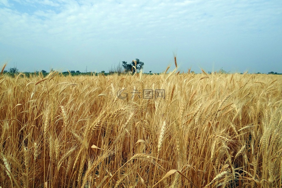 小麦,作物,成熟