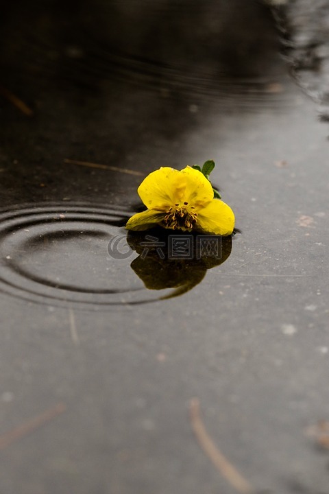 花,水坑里,雨