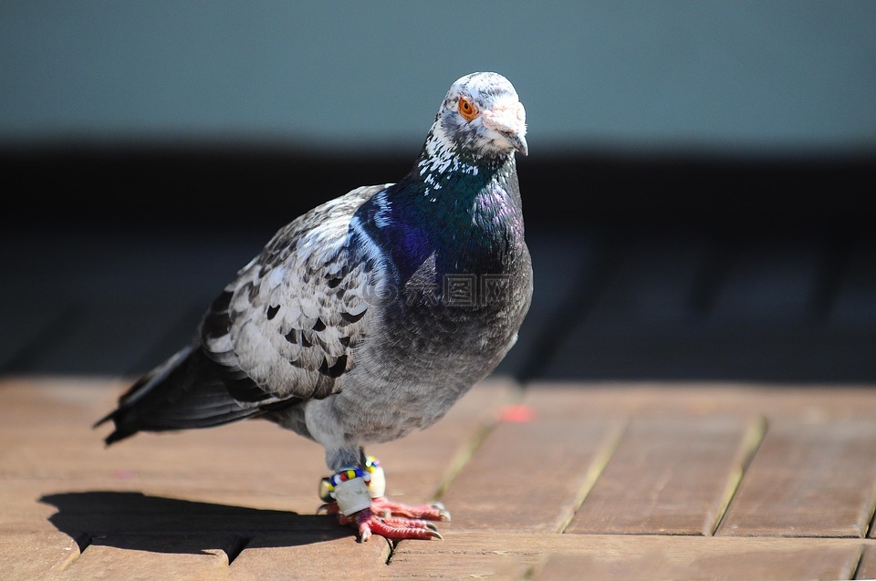 鴿,鳥,動物