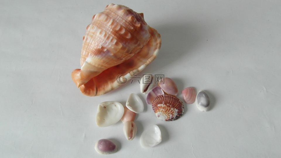 海贝壳,贝壳,海上生活