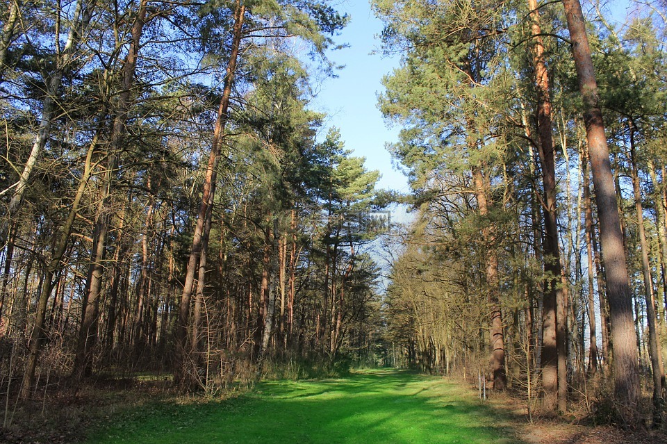 林间空地,森林,高峰