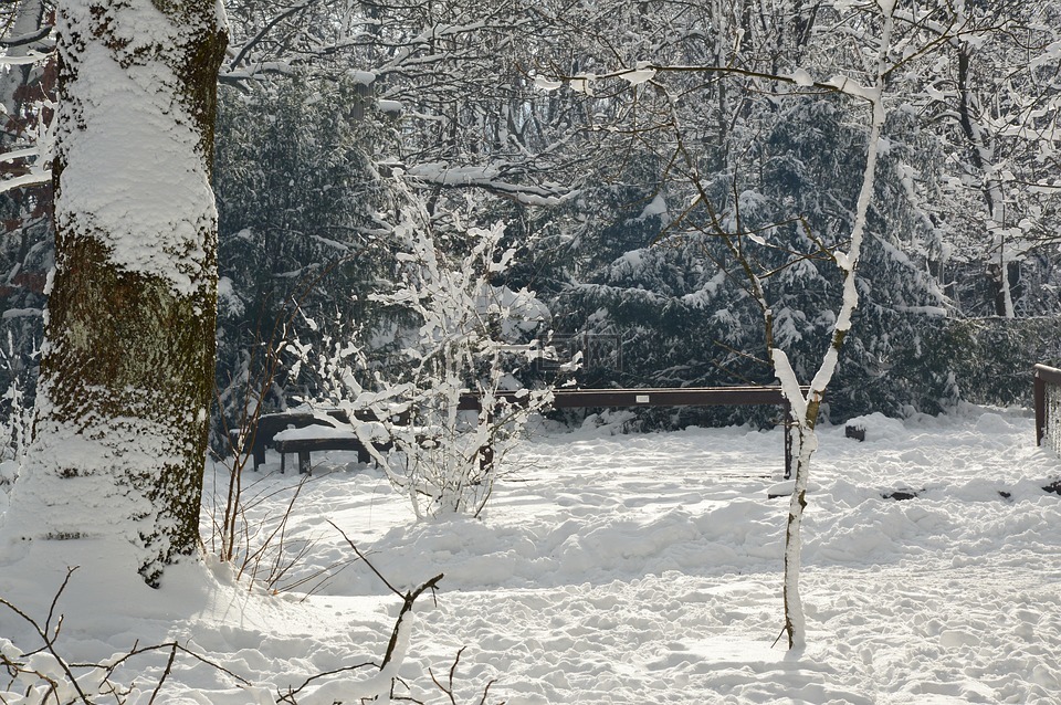雪,冰皮月饼,景观