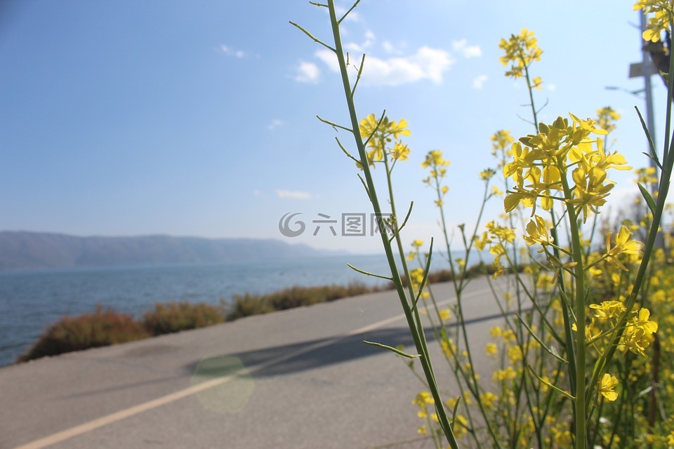 油菜花,公路,洱海