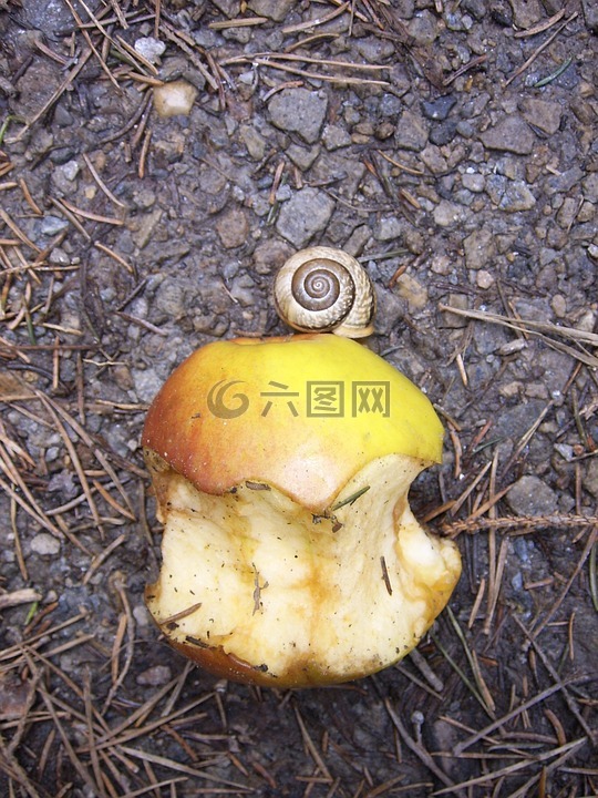 蜗牛,苹果,在啃