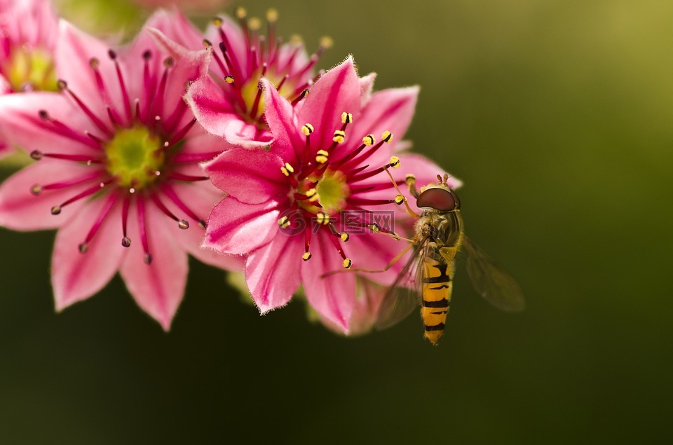 hoverfly,houseleek,花园