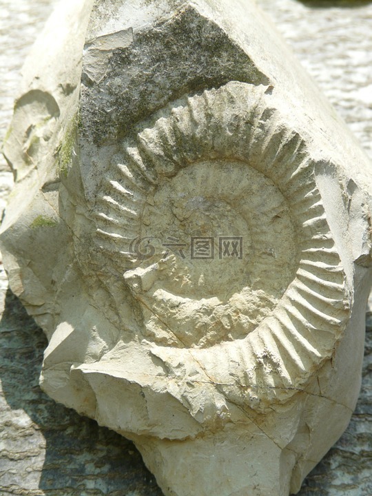 石化,ammonit,石